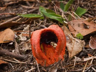 Column Stinkhorn (Clathrus columnatus)