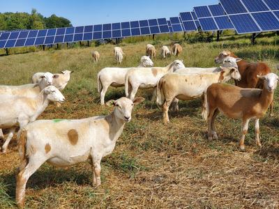 Goats grazing around an array of solar panels.