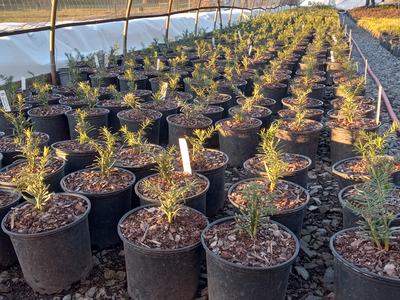 Rows of young potted evergreen seedlings in a greenhouse nursery