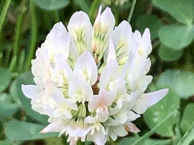 Trifolium ripens inflorescence. photo by Cathy Dewitt