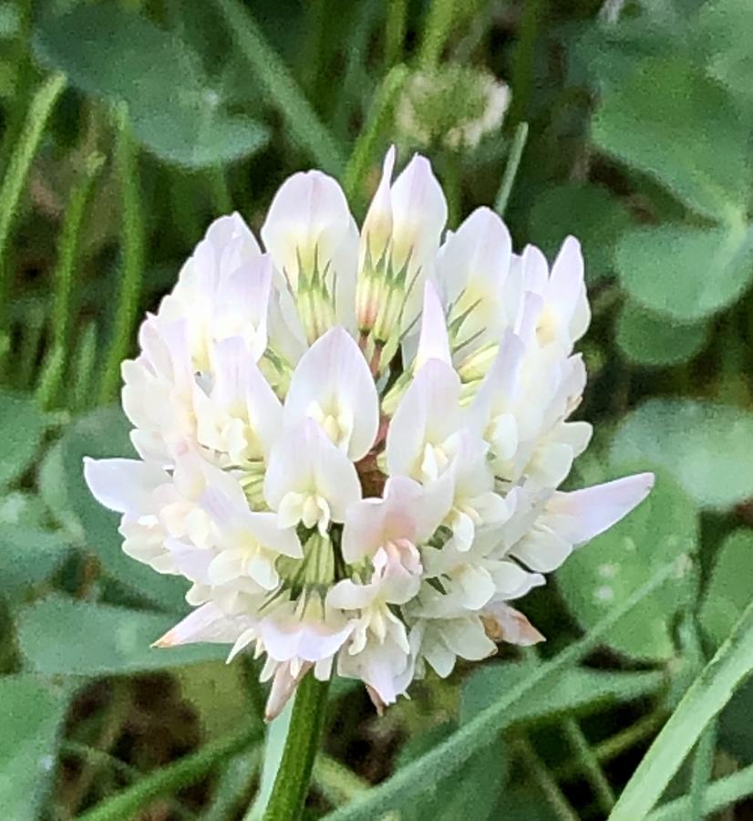Trifolium ripens inflorescence. photo by Cathy Dewitt