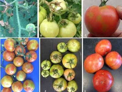 Credit: A. Dombrovsky, O. Batuman, Fidan et al. (2019) and Luria et al. (2017)