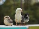 Baby chicks sitting on a deck