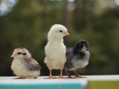 Baby chicks sitting on a deck