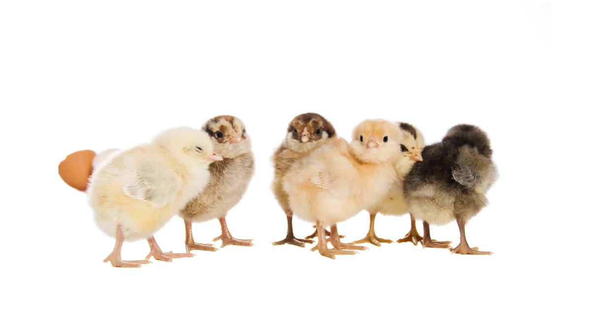 Baby chicks
