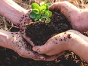 Two pairs of hands holding soil with a small green seedling