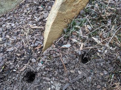 Two small burrow holes in mulch and soil beside an upright sandstone slab