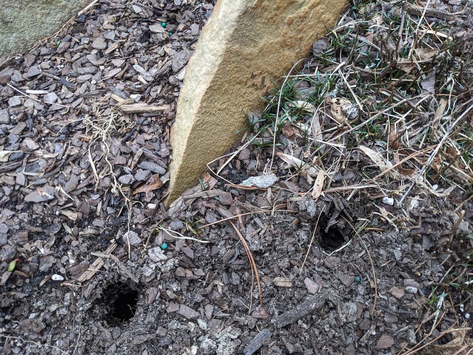 Vole holes in a garden bed.