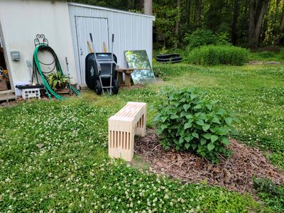White Clover Lawn - Photo by Amanda Wilkins