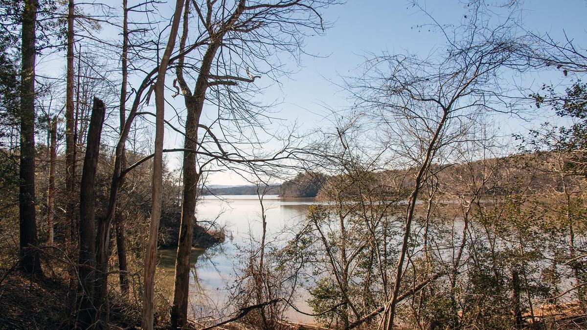 NC State Extension forestry winter tree identification Wilkes County