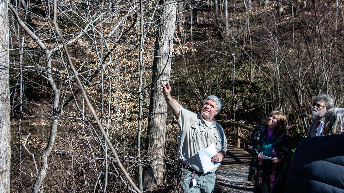 NC State Extension forestry winter tree identification Wilkes County