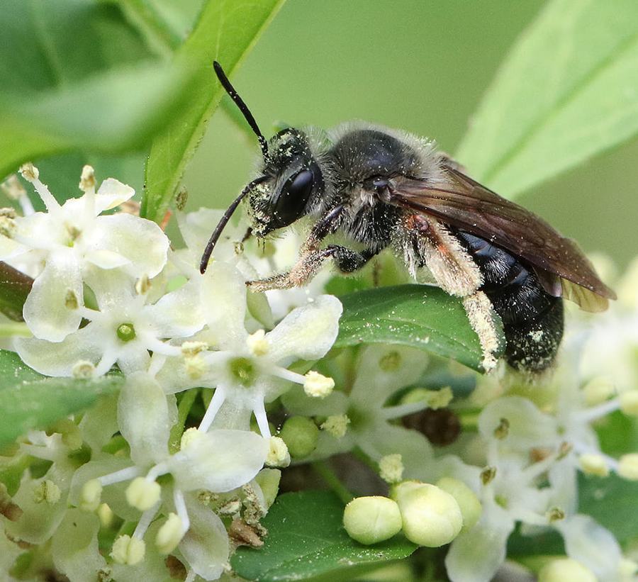 Mining bee foraging on possumhaw.