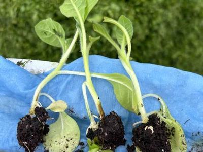 Four uprooted seedlings with soil on roots held on a blue glove