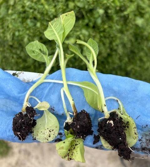 Four uprooted seedlings with soil on roots held on a blue glove