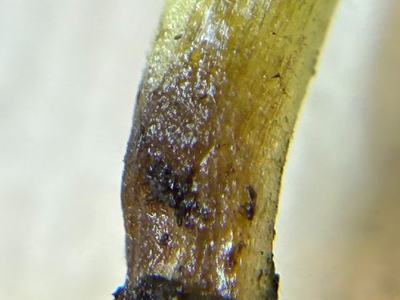 Translucent yellow seedling stem with soil clinging at the base