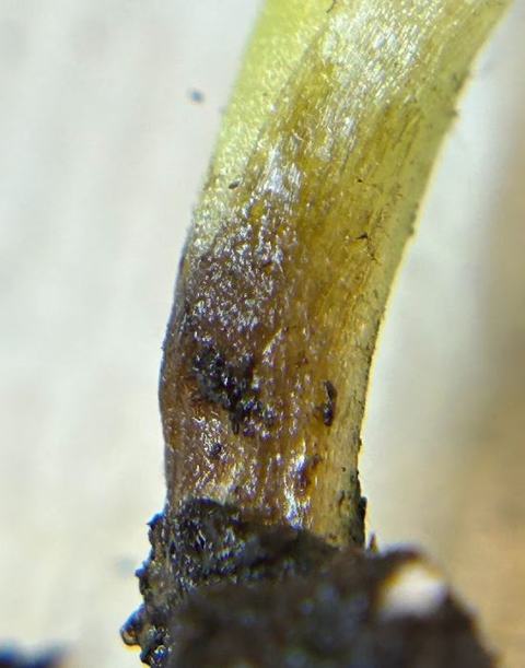 Translucent yellow seedling stem with soil clinging at the base