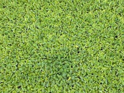 Dense bright green groundcover of small clover-like leaves