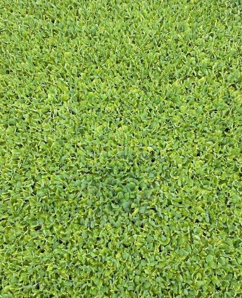 Dense bright green groundcover of small clover-like leaves
