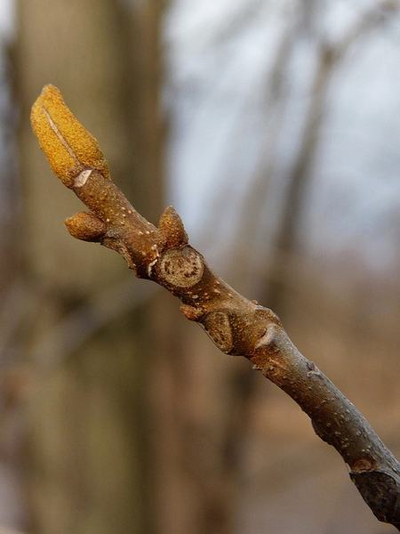 NC State Extension forestry winter tree identification Wilkes County