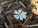bloodroot