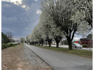 hundreds of Bradford pears in bloom