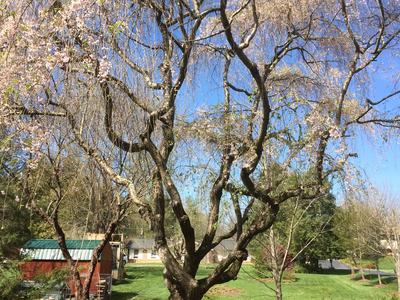 cherry mt garden