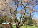 cherry mt garden