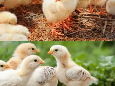 4 baby chicks
