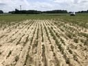 Rows of young soybean seedlings in sandy field with pickup truck at far edge