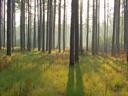 Pine forest with long morning shadows cast across a grassy forest floor