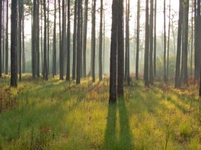 Pine forest with long morning shadows cast across a grassy forest floor