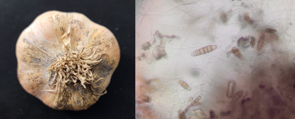 Embellisia fungus on garlic (Allium sativum)