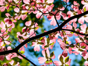 dogwood flowers