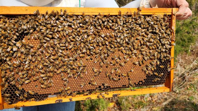 Bees on honeycomb.