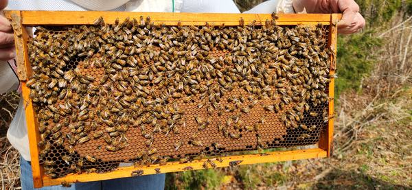 Bees on honeycomb