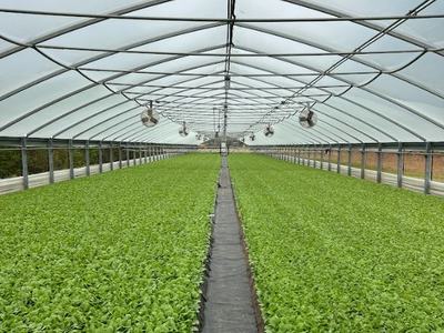 Tobacco greenhouse
