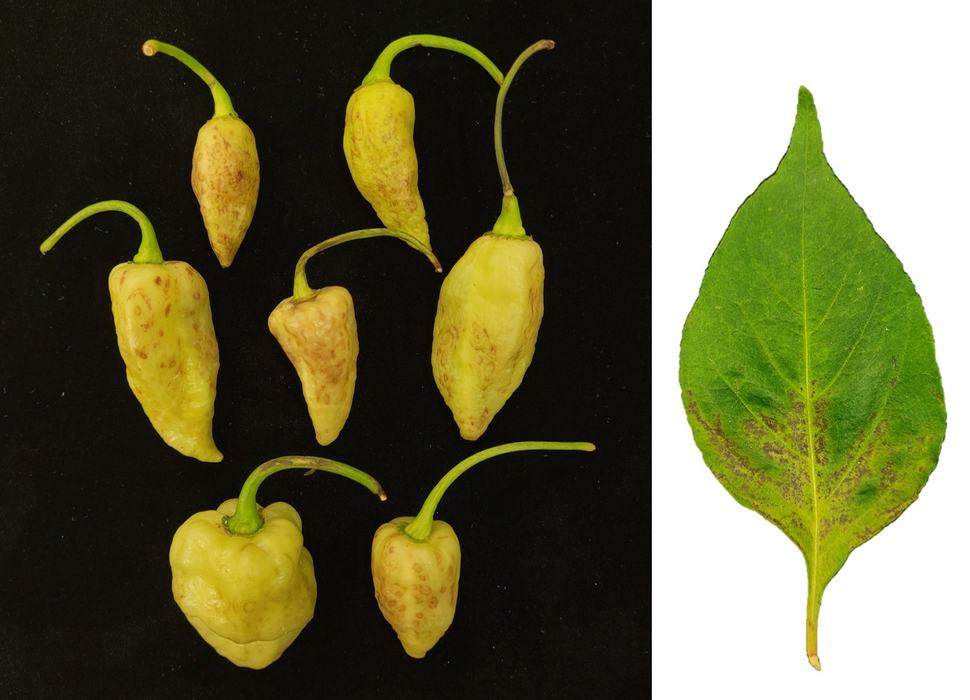 Cucumber mosaic virus (CMV) on habanero pepper (Capsicum chinense)