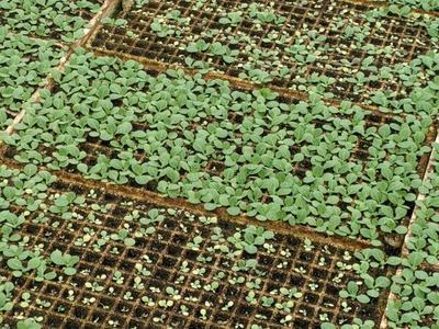 Seedling trays showing young green plants growing in grid cells across soil