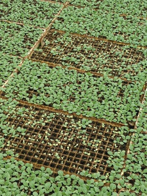 Seedling trays showing young green plants growing in grid cells across soil