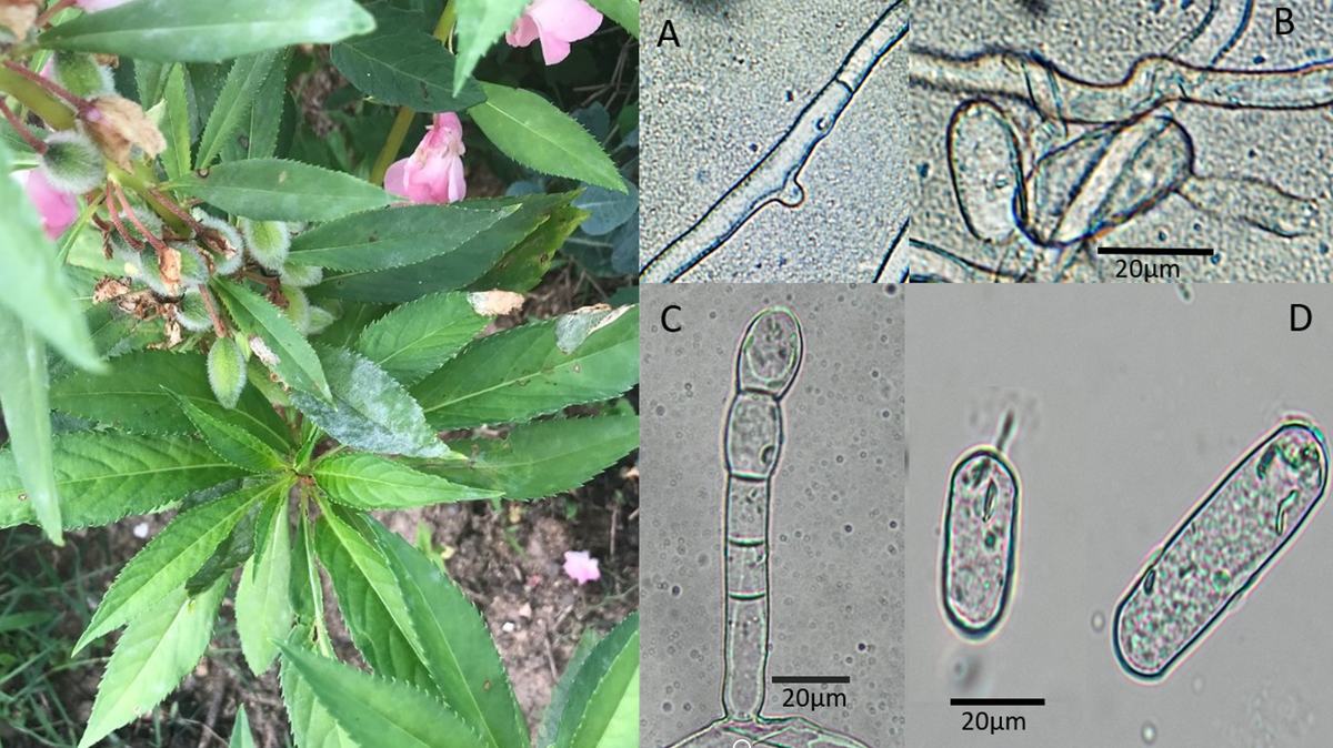 powdery mildew (Podosphaera xanthii) on garden balsam (Impatiens balsamina)
