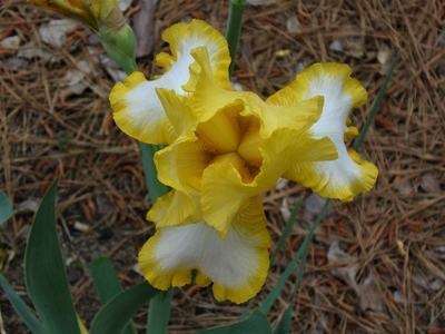 yellow and white bearded iris