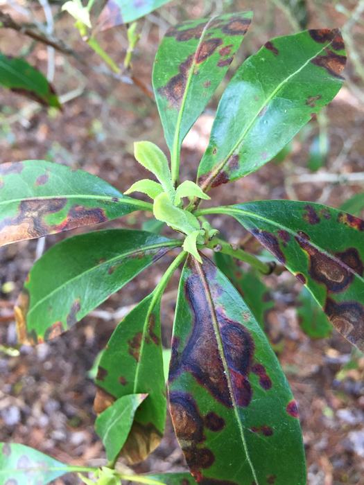 mountain laurel leaf spot
