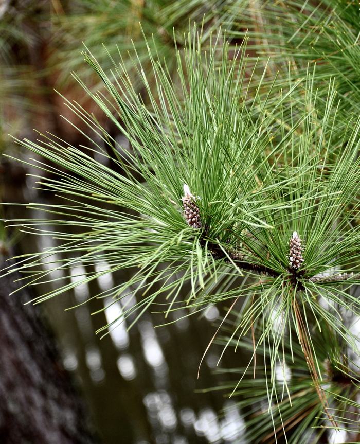 NC State Extension forestry winter tree identification Wilkes County