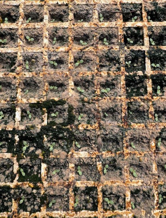mold