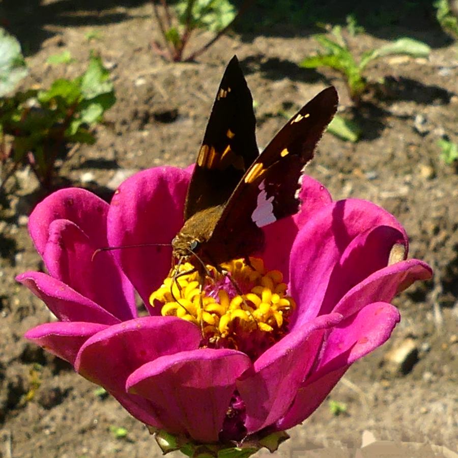 zinnia