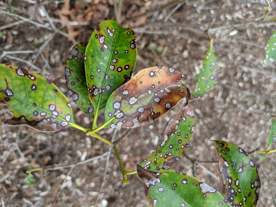 mountain laurel leaf spot
