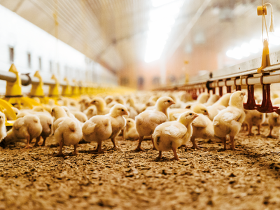Yellow chicks on litter under automated feeders and nipple drinkers in a poultry house