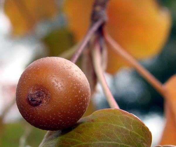 A picture of Bradford pear fruit