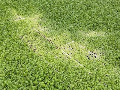 Dense floating green plants with a rectangular cleared area revealing a grid-like platform beneath