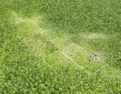Dense floating green plants with a rectangular cleared area revealing a grid-like platform beneath